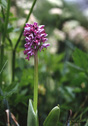 Dactylorhiza majalis